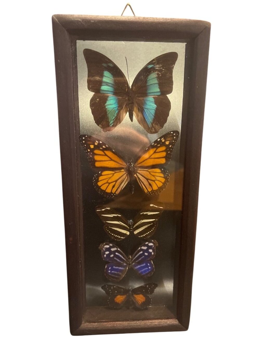 Vtg Taxidermy Butterfly Display 5 Specimens Including Large Morpho10.5" x 4.5" - Picture 5 of 5
